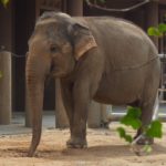 東山動物園は日本最大級!大人も子供も楽しめます