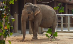 東山動物園は日本最大級!大人も子供も楽しめます