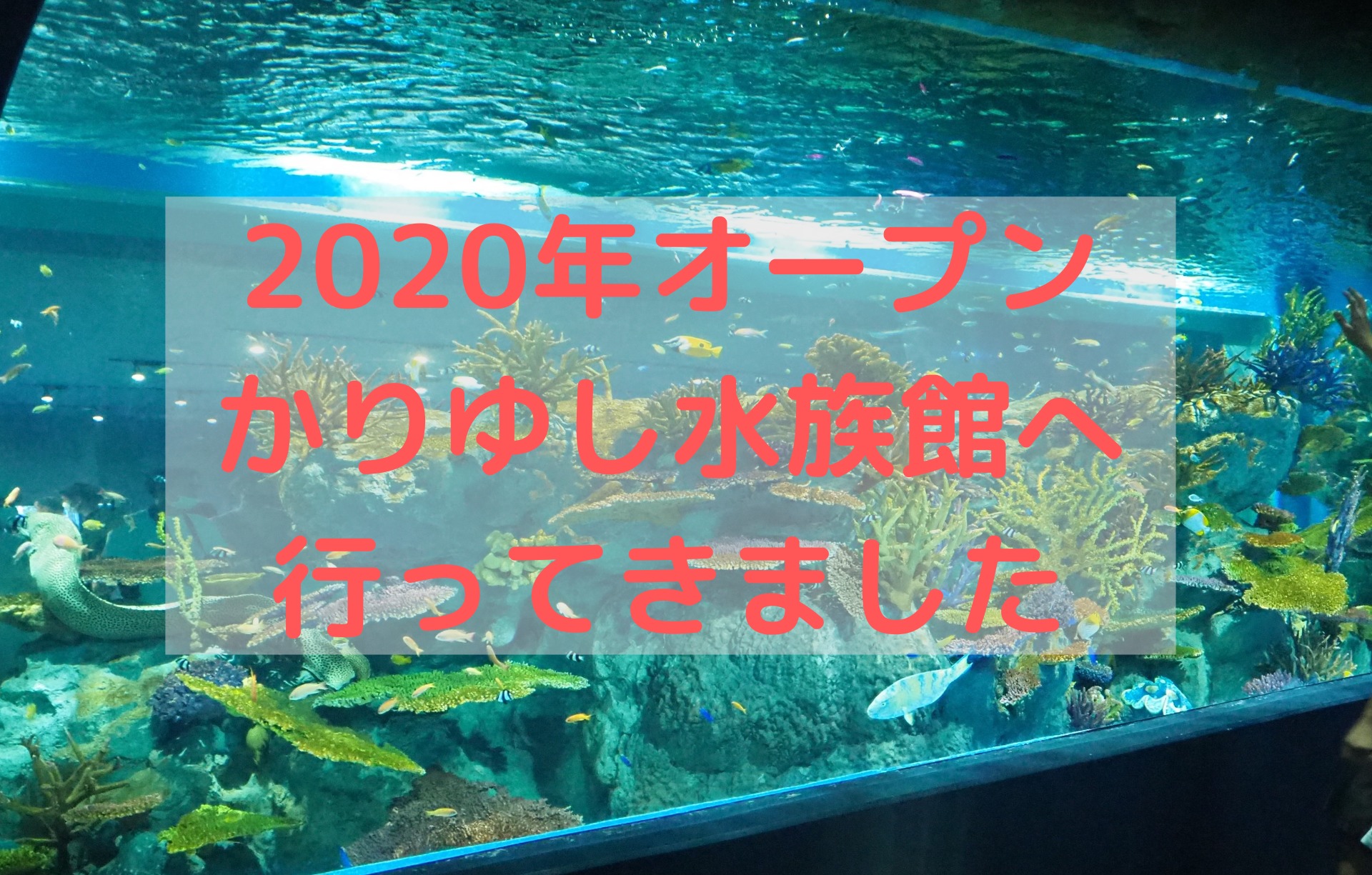 DMMかりゆし水族館への訪問記、行き方、チケットの買い方